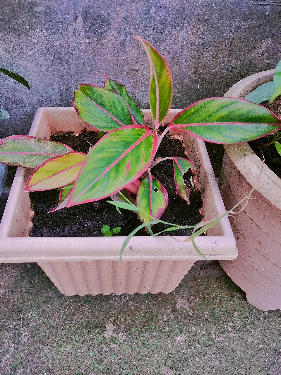 File:Aglaonema Red Lipstick Plant.jpg