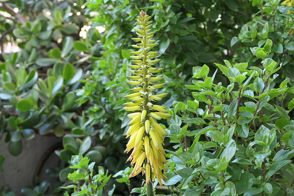File:Aloe-Vera-Sitia-Crete-Greece.jpg