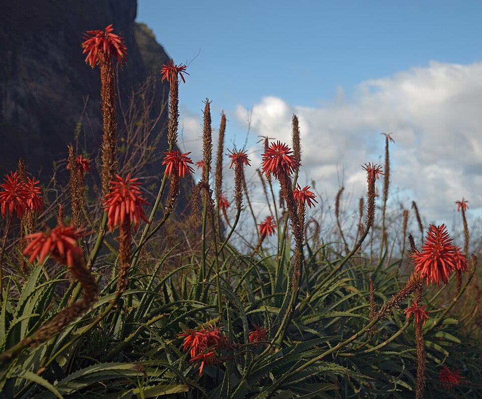 File:Aloe Vera in January. Madeira, Portugal.jpg