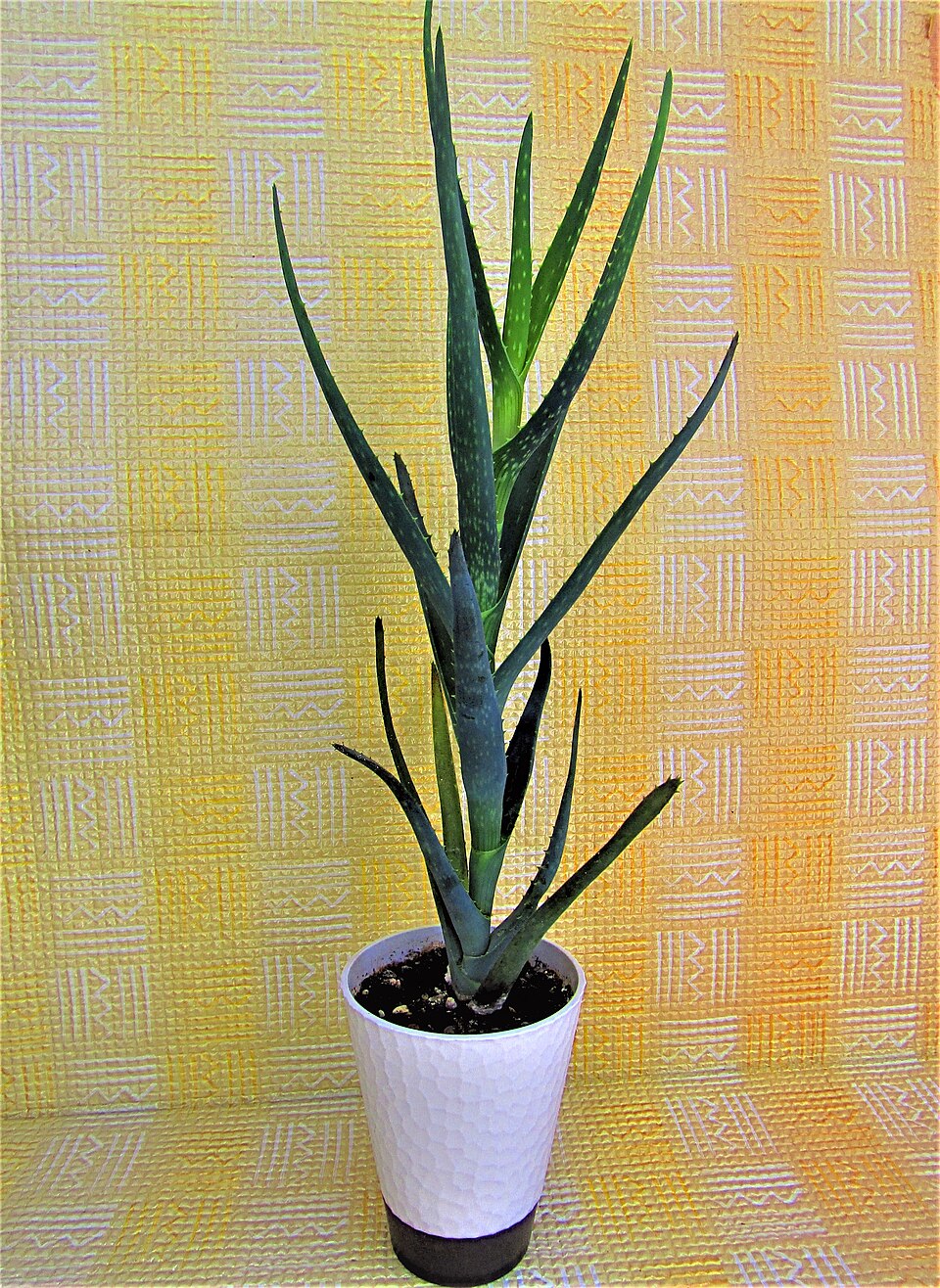 File:Aloe vera (Asphodelaceae).jpg