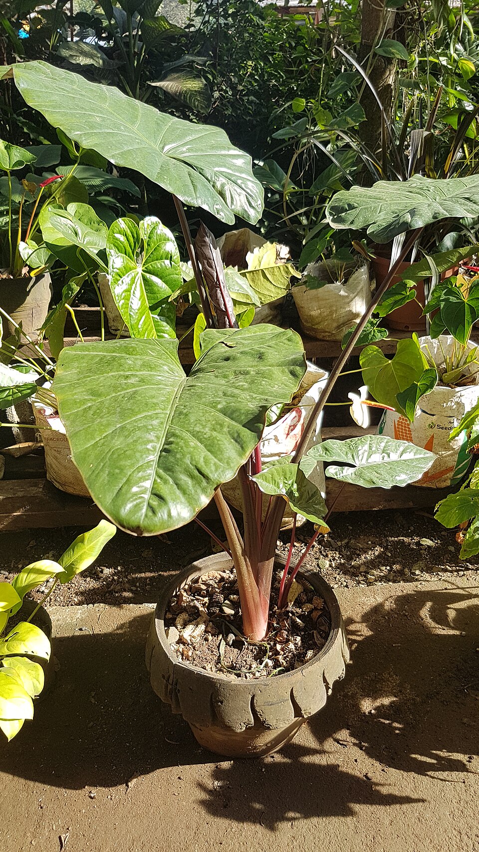 File:Alocasia macrorrhizos 'Nigra' 02.jpg