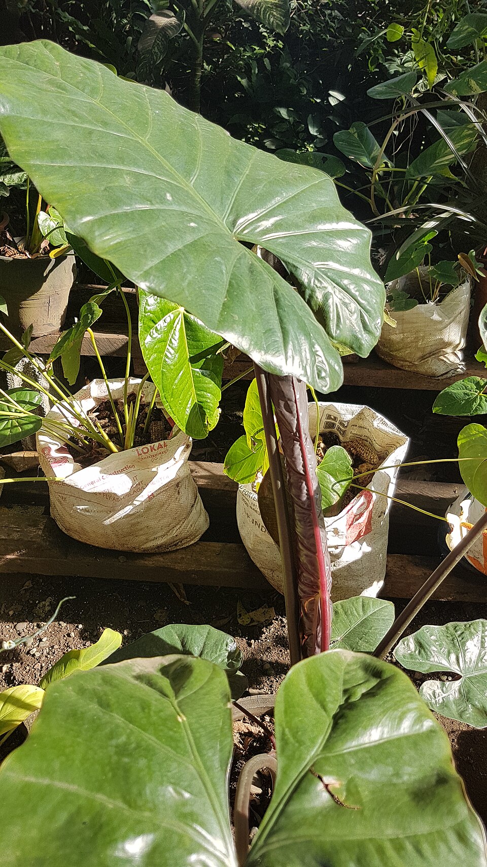 File:Alocasia macrorrhizos 'Nigra' 03.jpg
