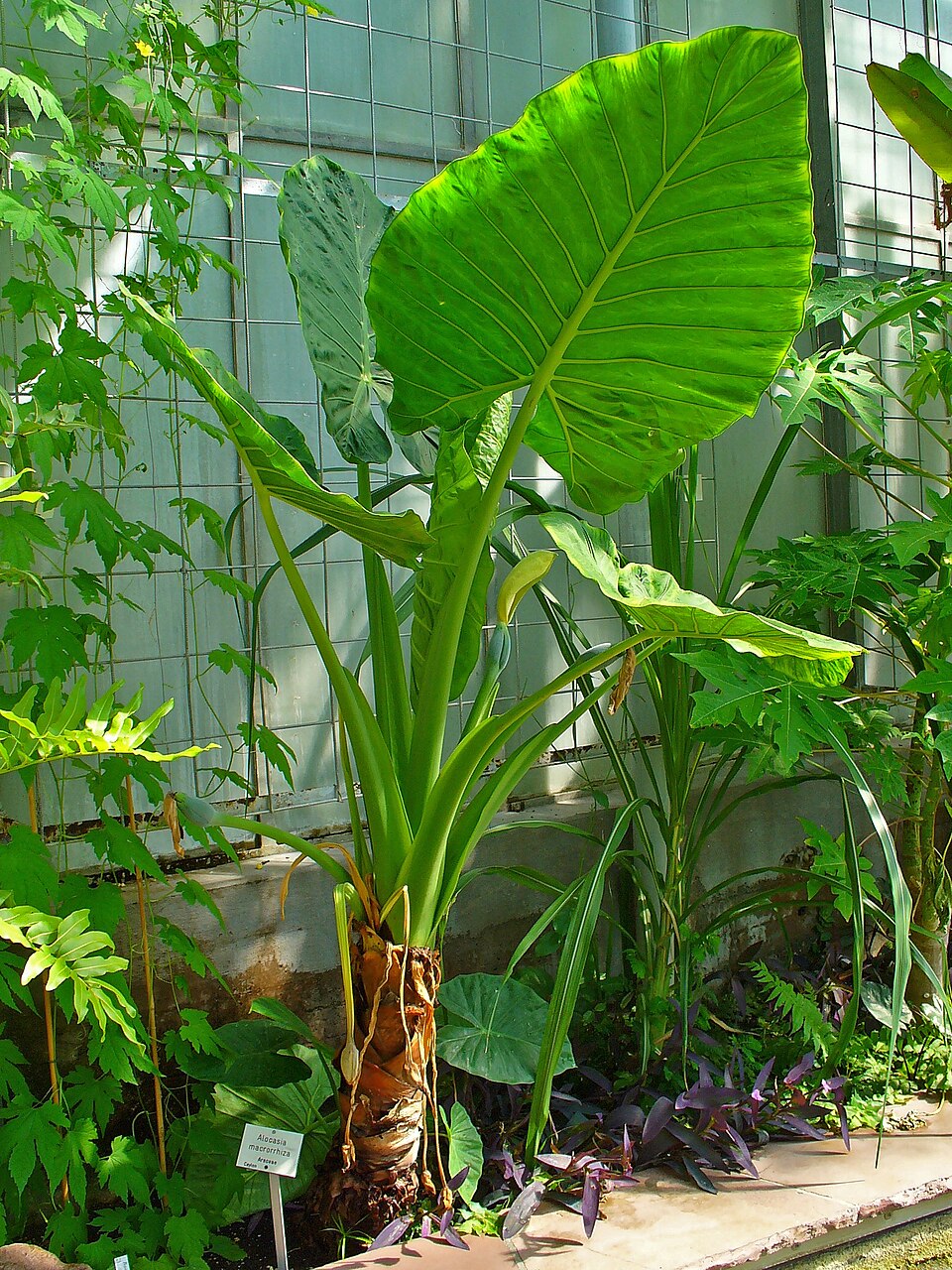 File:Alocasia macrorrhizos 001.JPG