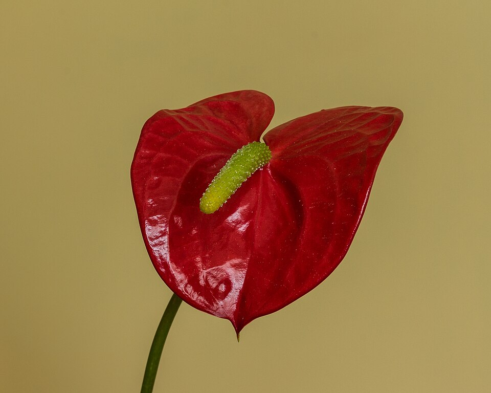 File:Anthurium (Flamingoplant) 12-08-2019 (actm) 01.jpg