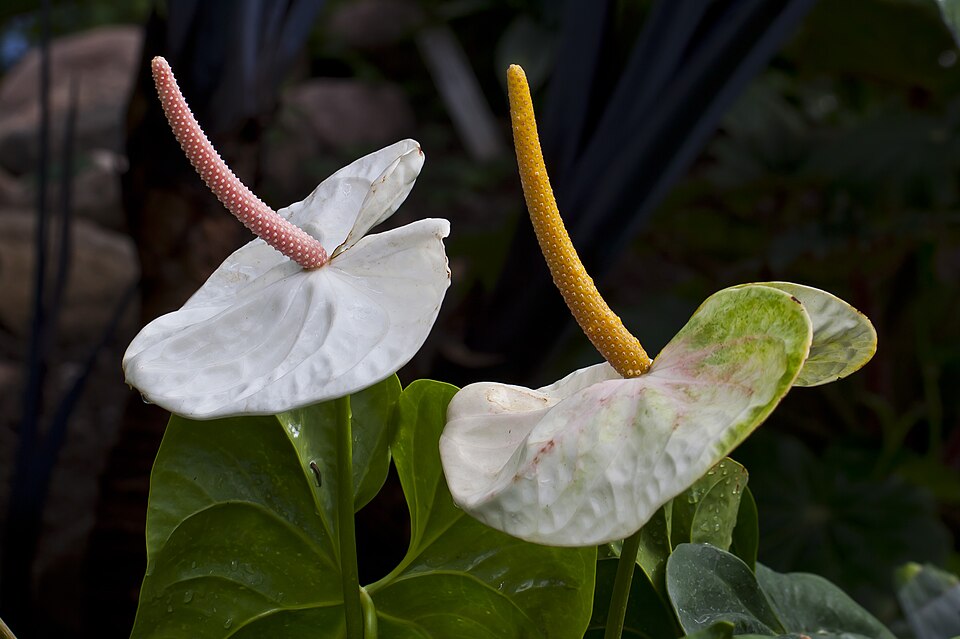 File:Anthurium andraeanum, jardín botánico de Tallinn, Estonia, 2012-08-13, DD 01.JPG