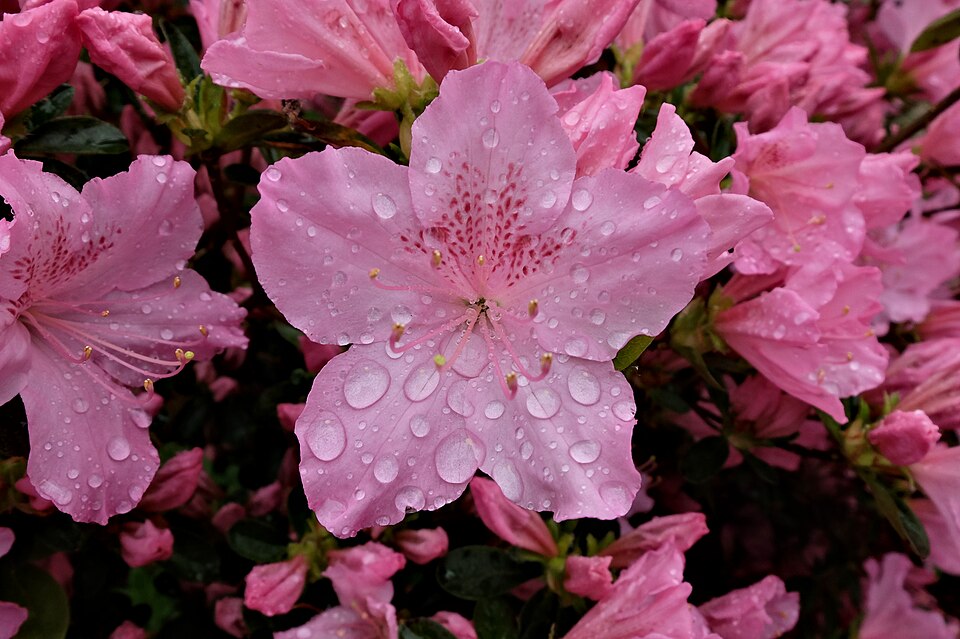 File:2018-04-29 Blüte einer Gartenazalee (Rhododendron simsii).jpg