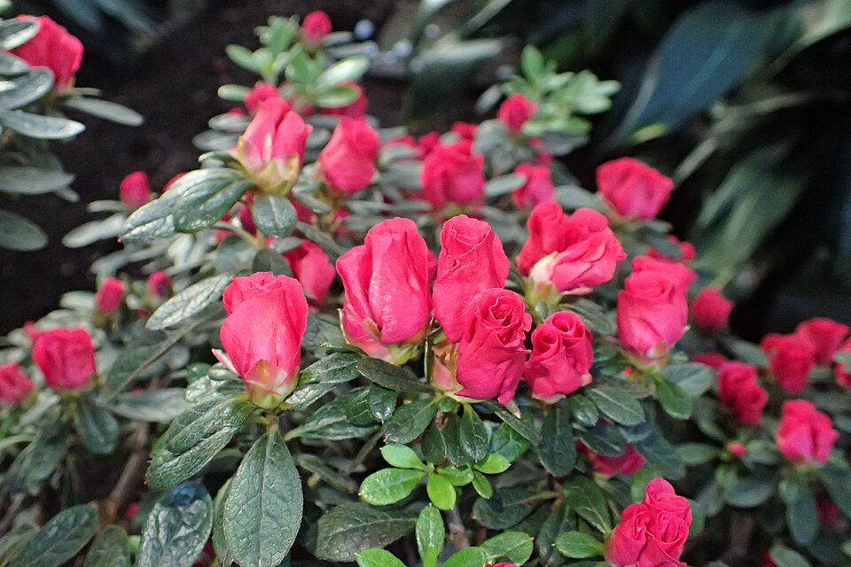 File:Rhododendron simsii 'Friedhelm Scherrer' kz01.jpg
