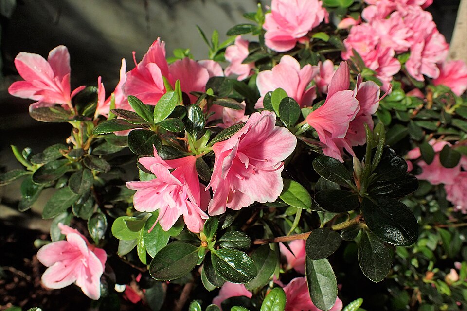 File:Rhododendron simsii 'Nanny' kz01.jpg