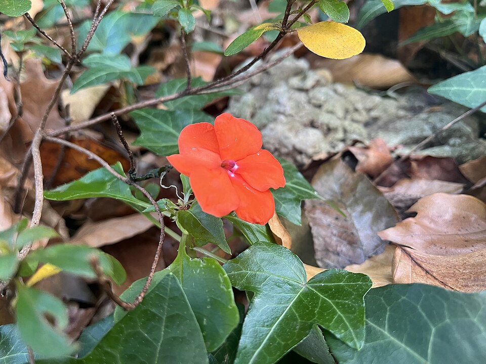 File:Impatiens walleriana, Washington, D.C.jpg