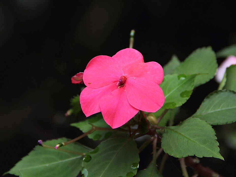 File:Impatiens walleriana - flower view 02.jpg