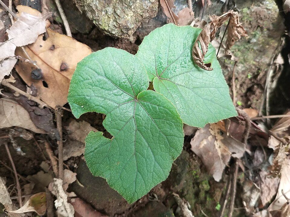 File:Begonia 11.jpg
