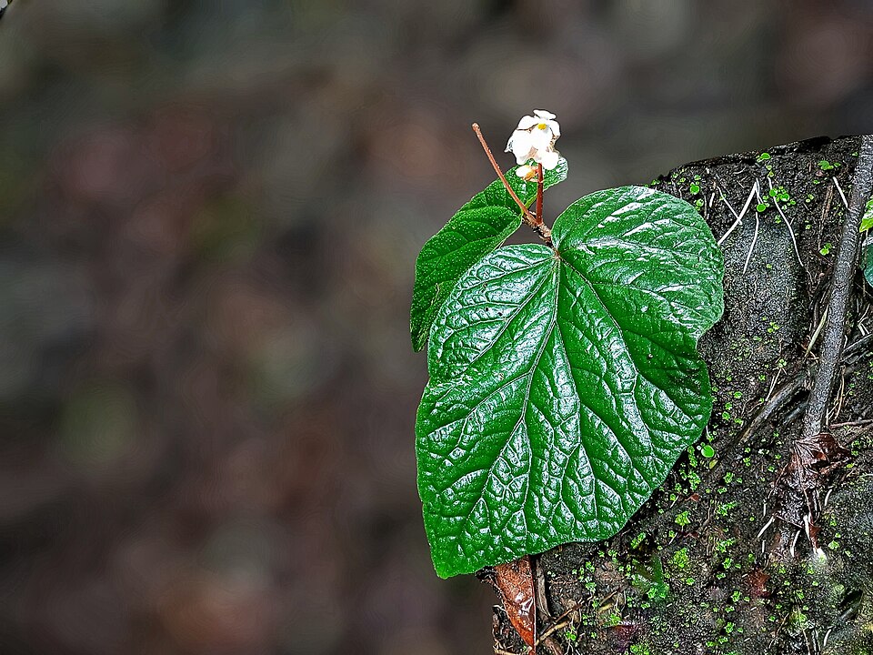 File:Begonia 14.jpg