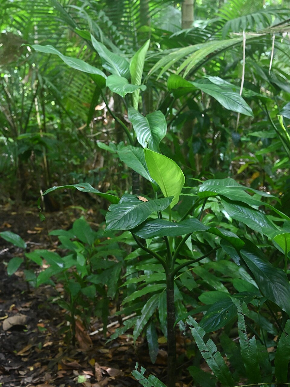 File:Dieffenbachia seguine kz05.jpg