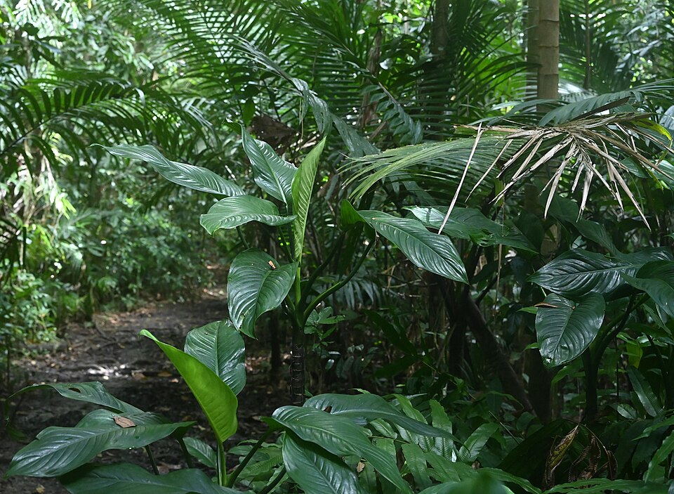 File:Dieffenbachia seguine kz06.jpg