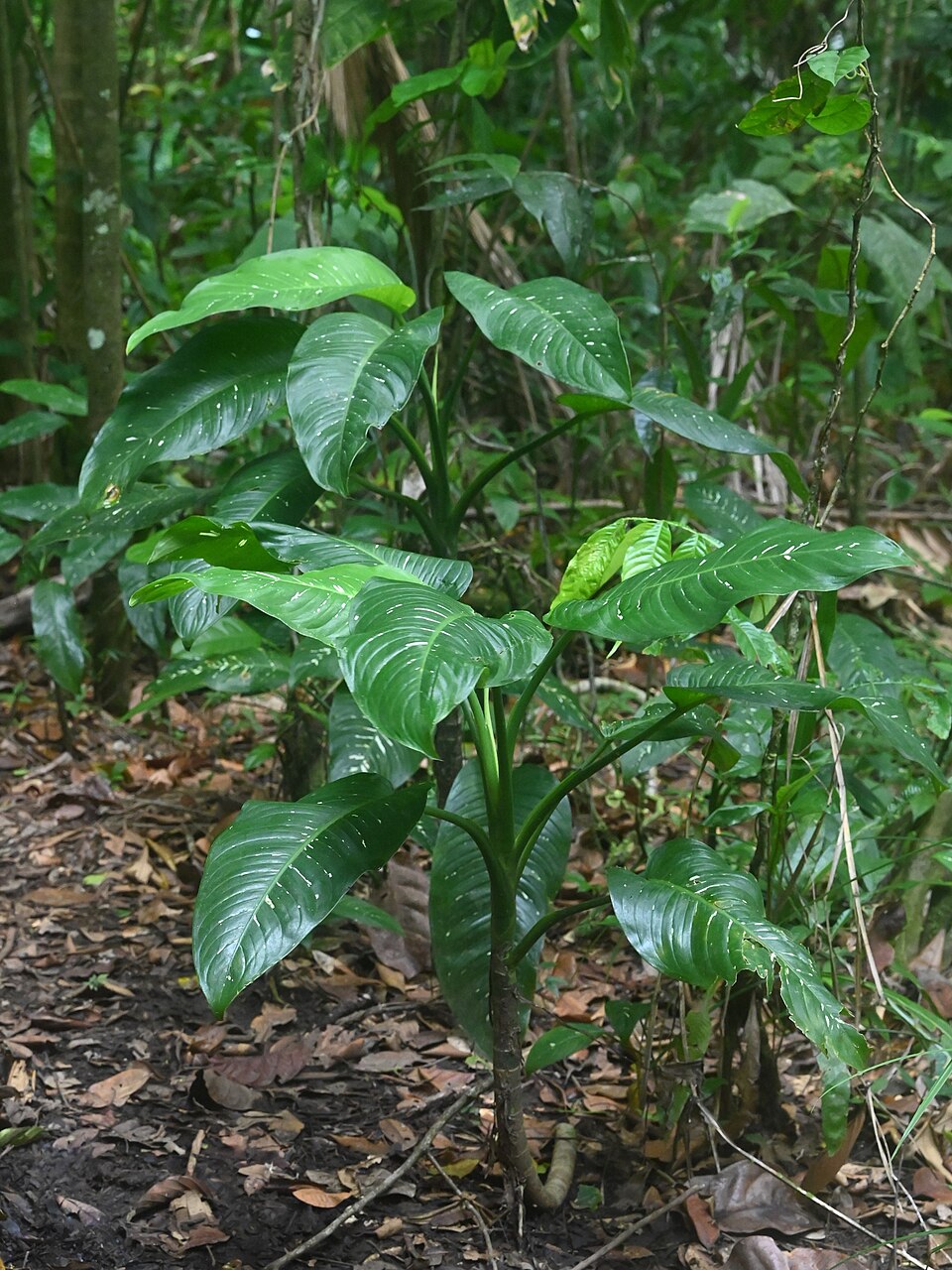 File:Dieffenbachia seguine kz07.jpg