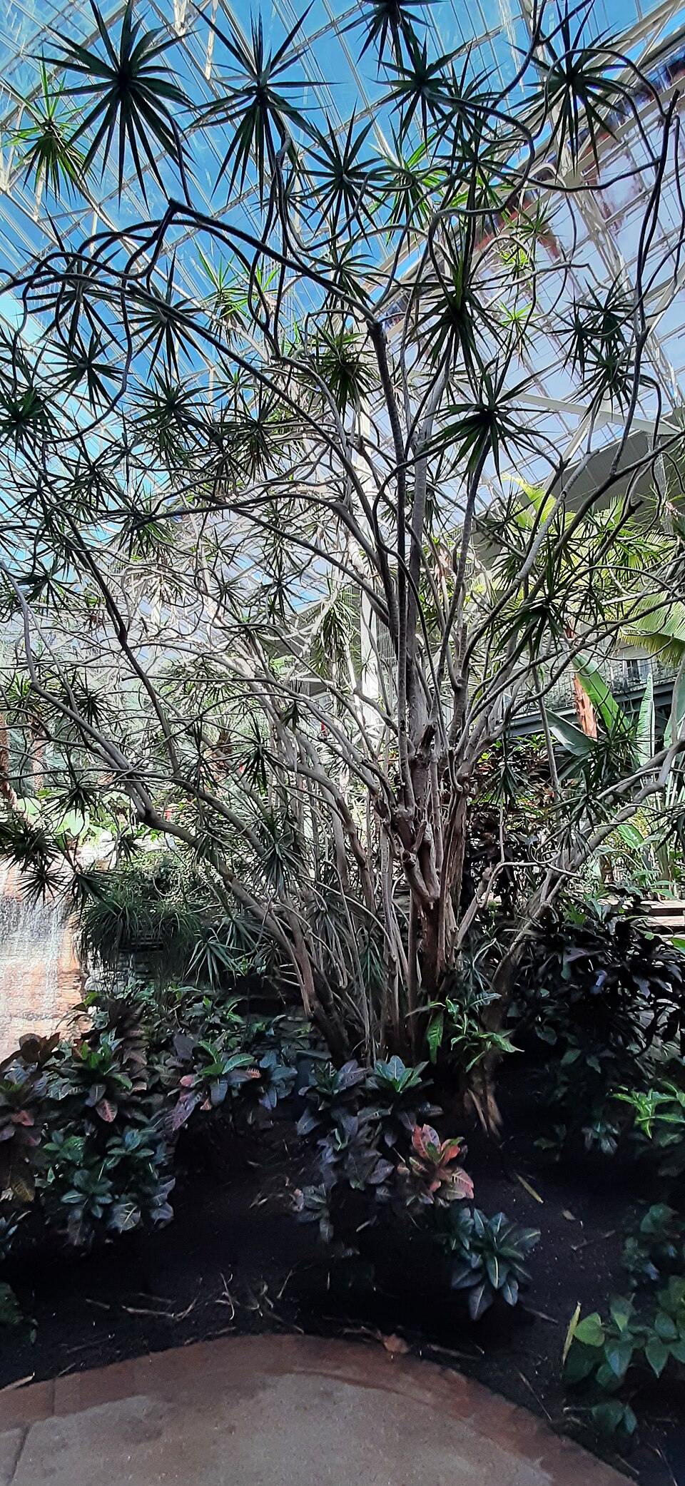 File:Dracaena marginata - Gaylord Opryland.jpg