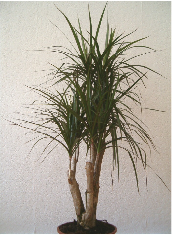 File:Dracaena marginata IndoorPlant 0605k.jpg