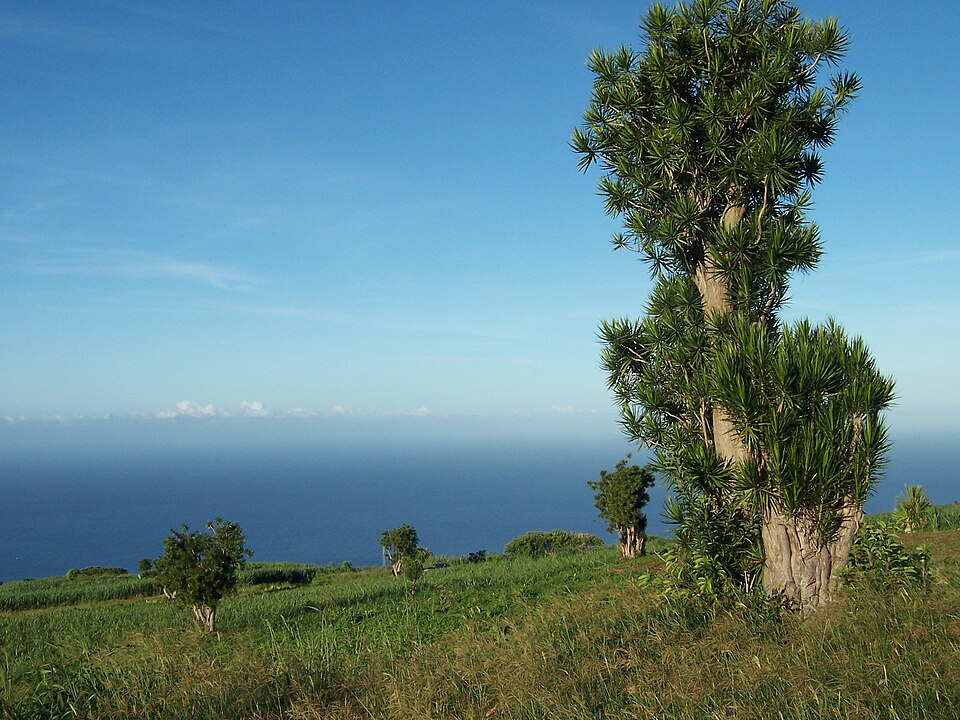 File:Dracaena reflexa.JPG