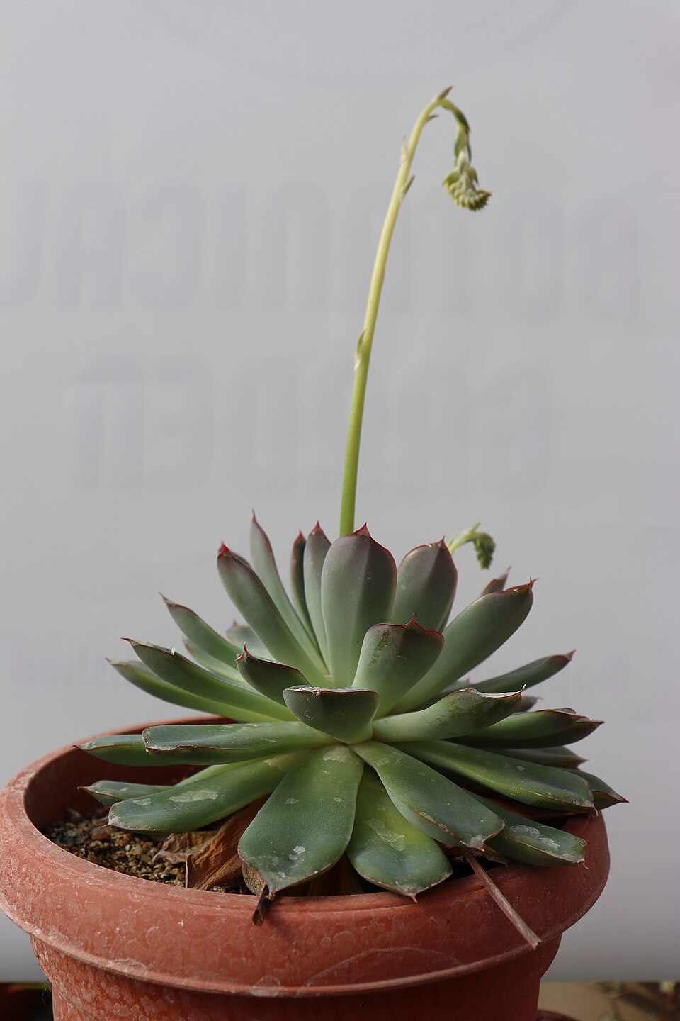 File:Echeveria - Ботаничка градина Скопје (1).jpg