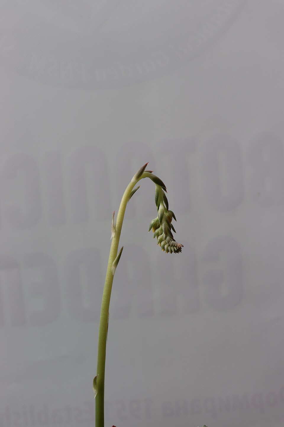 File:Echeveria - Ботаничка градина Скопје (2).jpg