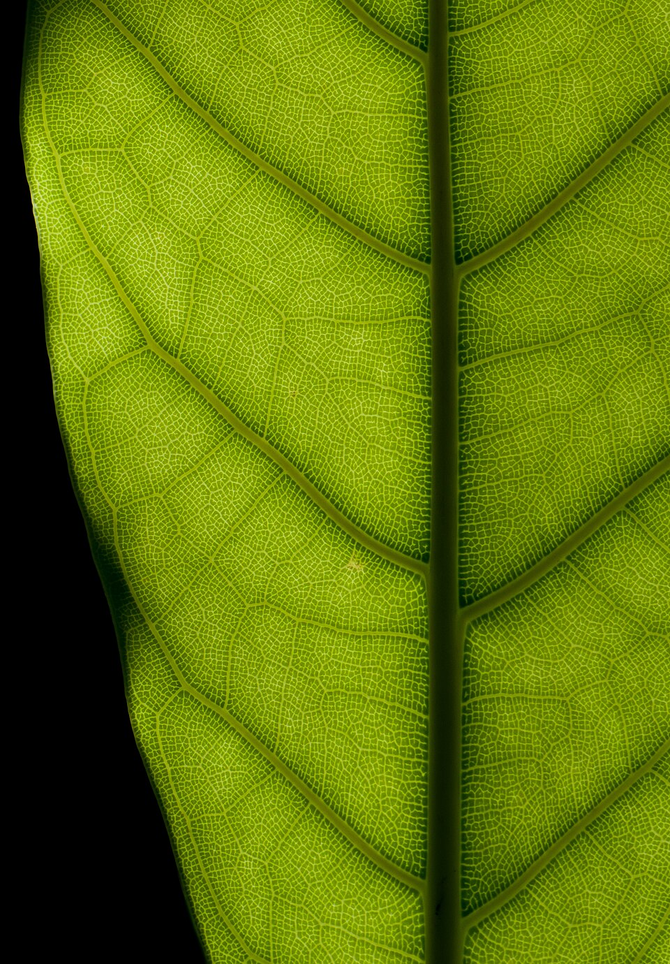 File:Backlit ficus elastica leaf texture 2014 02.jpg