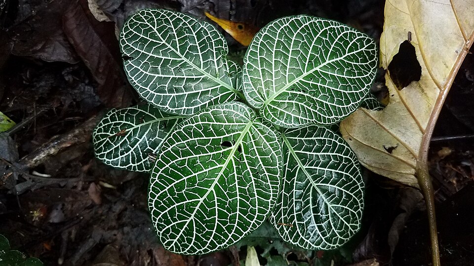 File:Fittonia albivenis 61868979.jpg