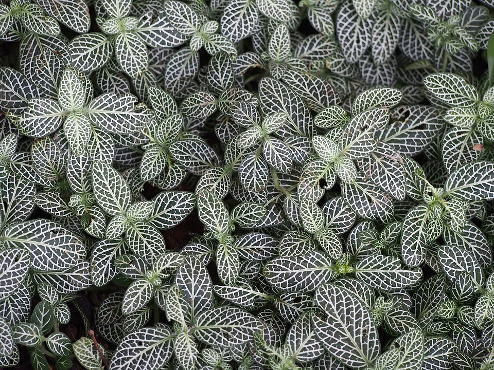 File:Fittonia albivenis Fitonia białożyłkowa 2024-02-29 Graz 01.jpg