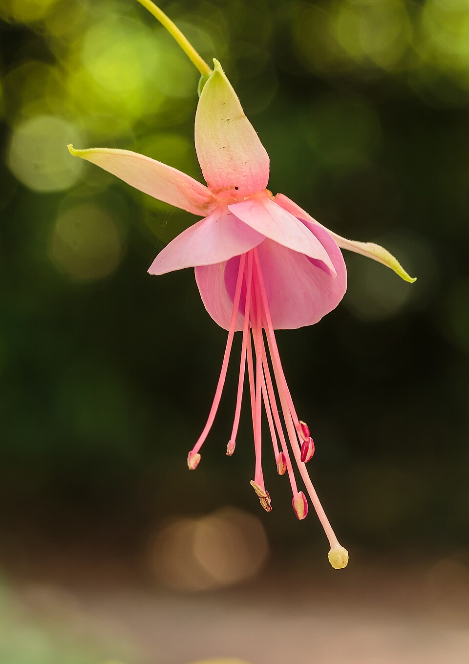 File:Fuchsia 'Albertina'.jpg