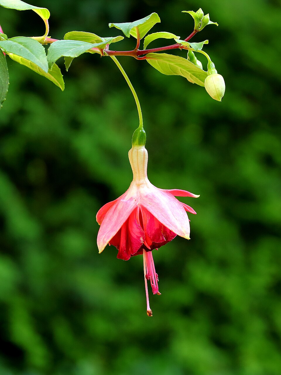 File:Fuchsia 'Minie Wildspieker'.JPG