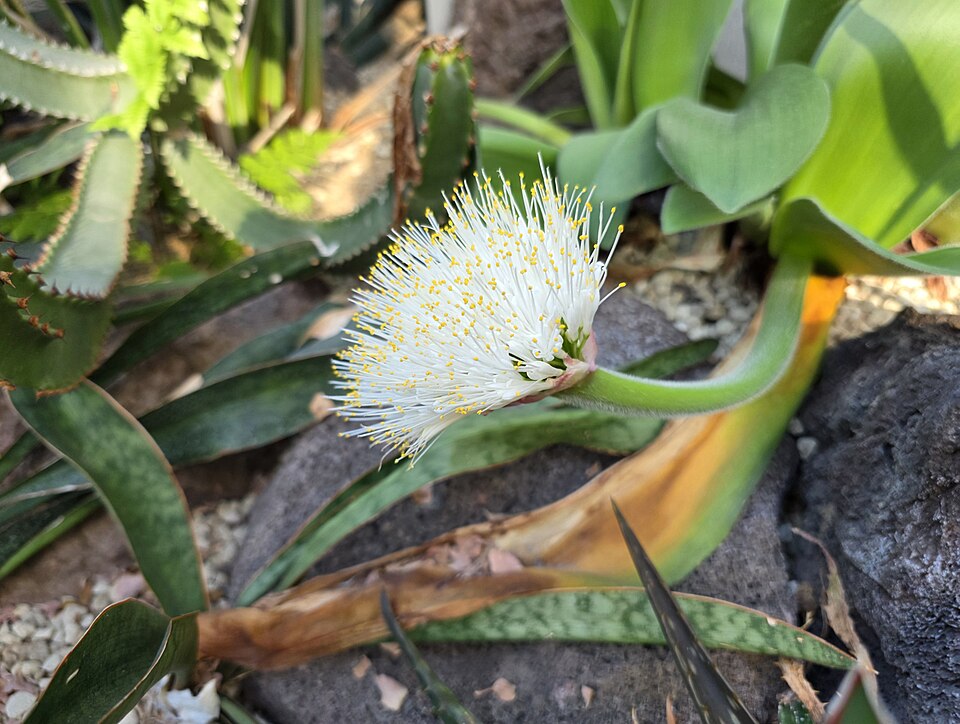 File:Blütenstand des Elefantenohrs (Haemanthus albiflos) 01.jpg