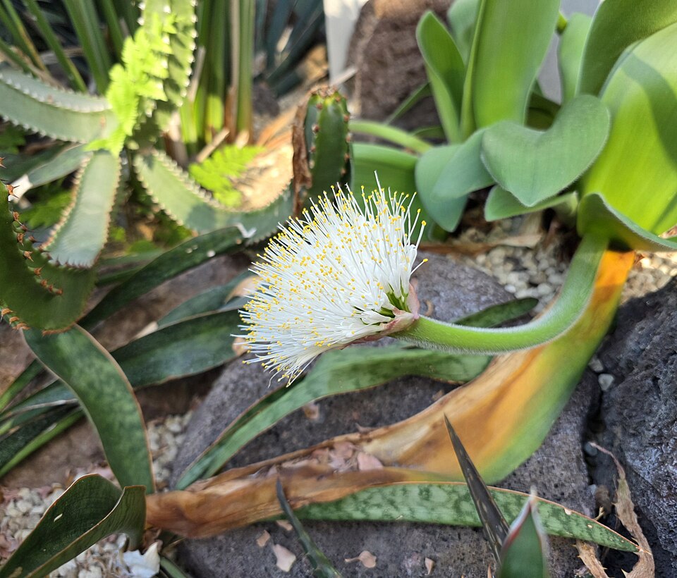 File:Blütenstand des Elefantenohrs (Haemanthus albiflos) 02.jpg