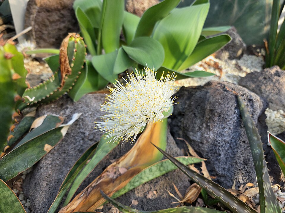 File:Blütenstand des Elefantenohrs (Haemanthus albiflos) 05.jpg