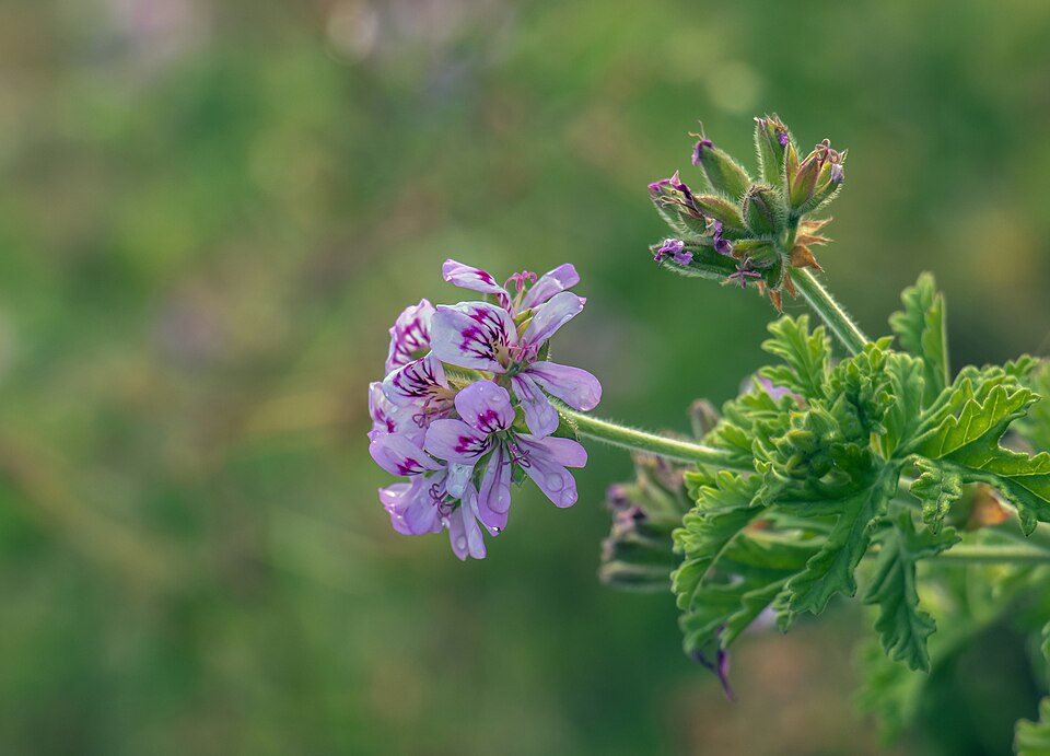 File:Le géranium odorant (ou Pelargonium).jpg