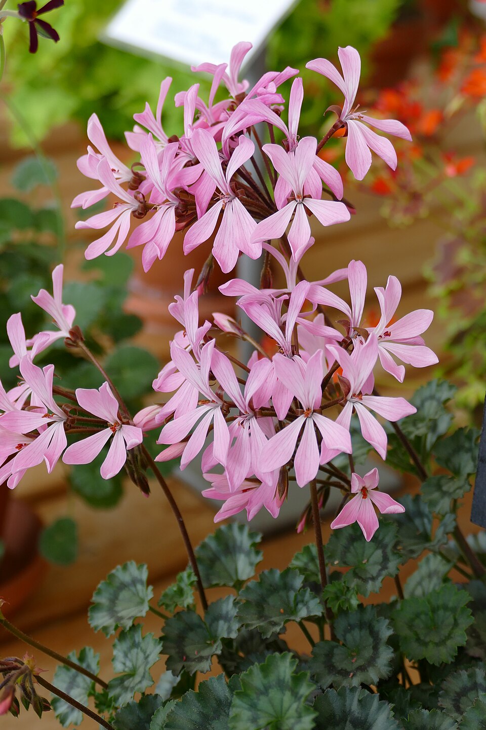 File:Pelargonienausstellung im Geranienhaus Nymphenburg 30.jpg