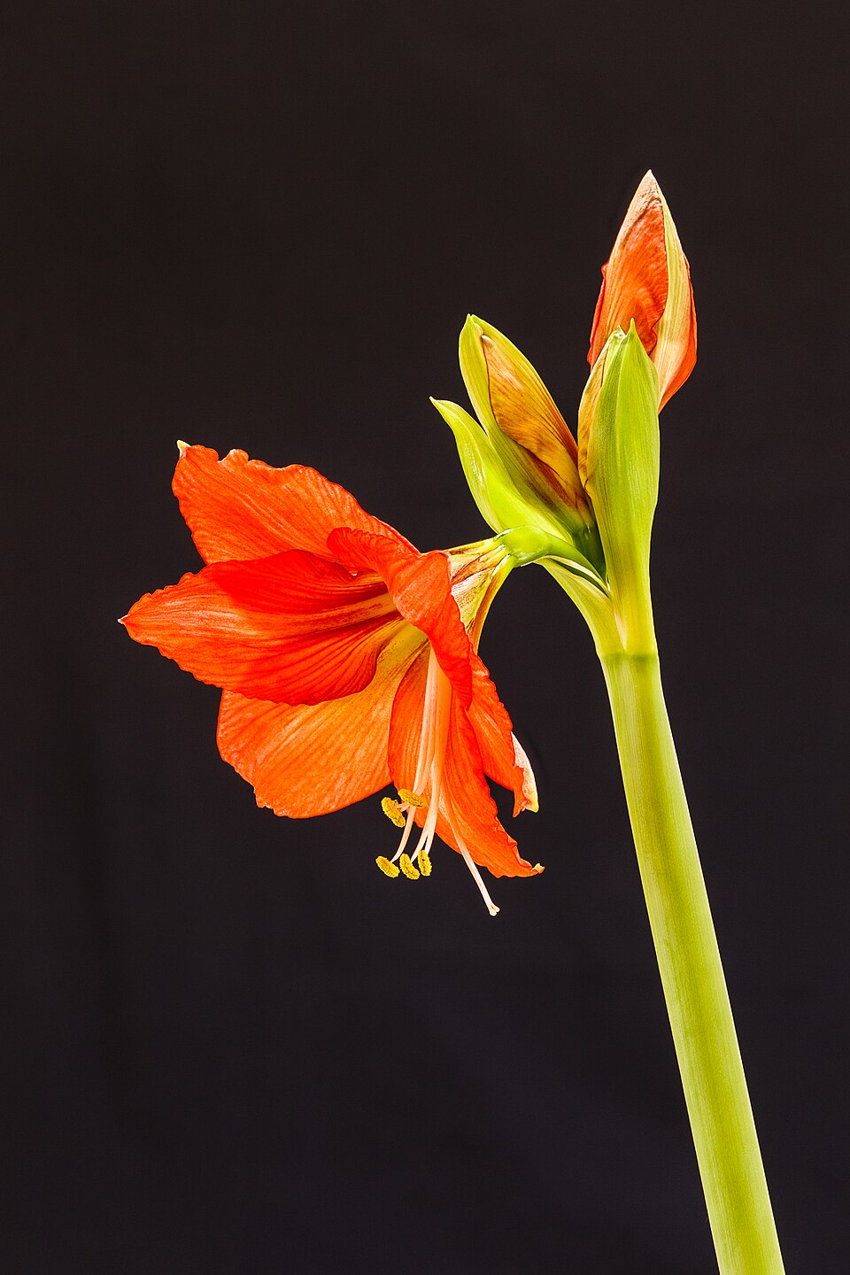 File:Amaryllis (Hippeastrum) 18-01-2025. (actm.) 01.jpg