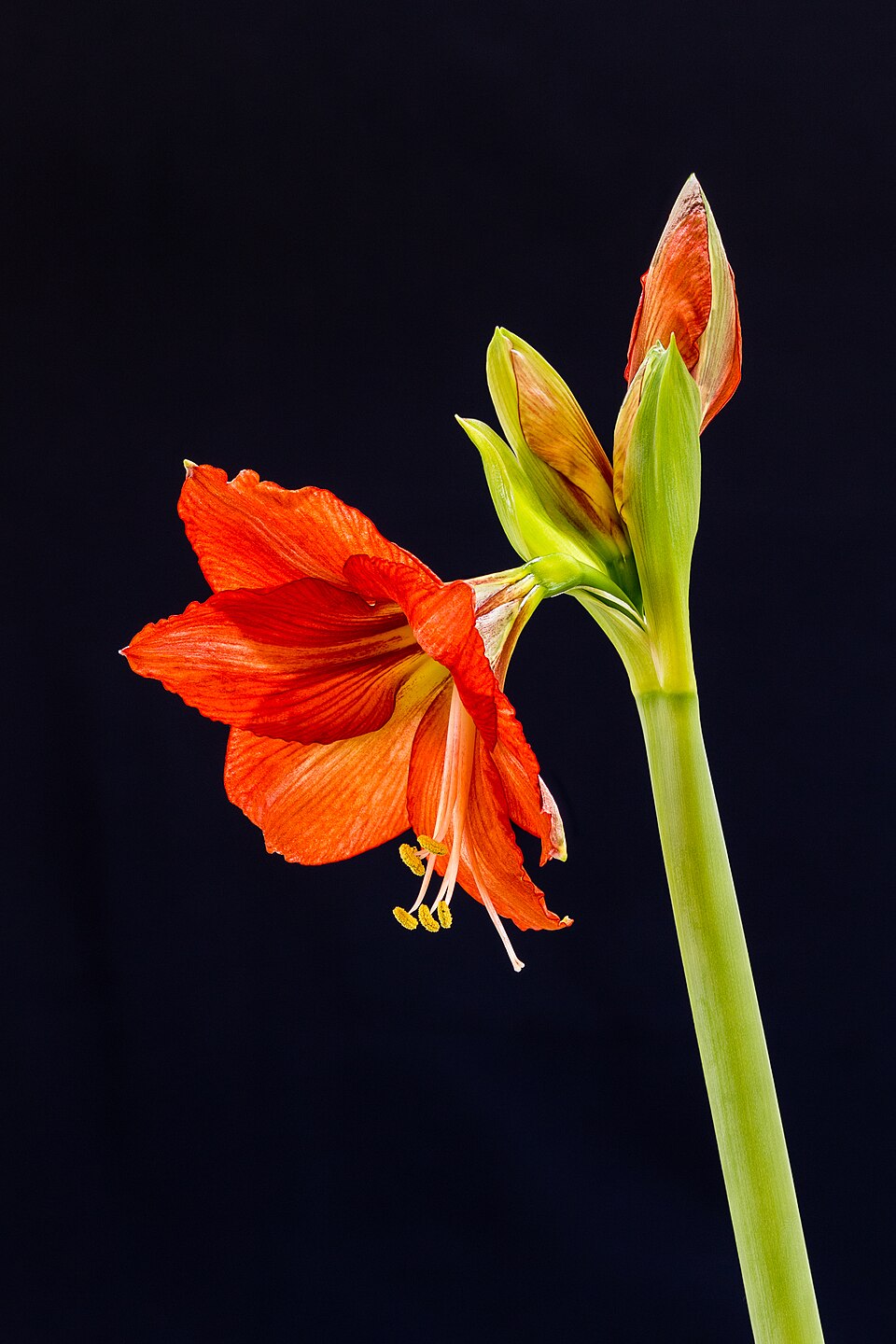 File:Amaryllis (Hippeastrum) 18-01-2025. (actm.) 02.jpg