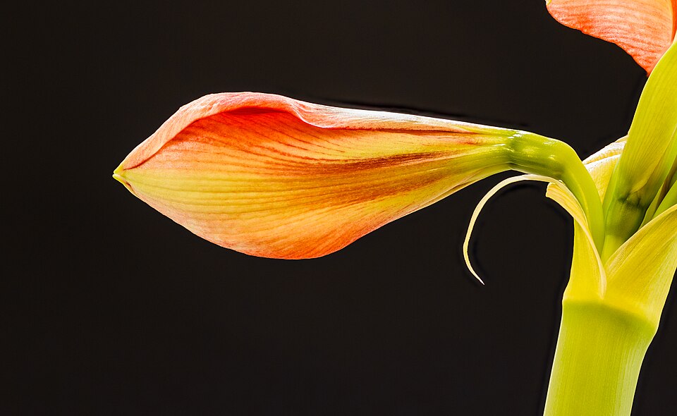 File:Amaryllis (Hippeastrum) 18-01-2025. (actm.) 03.jpg