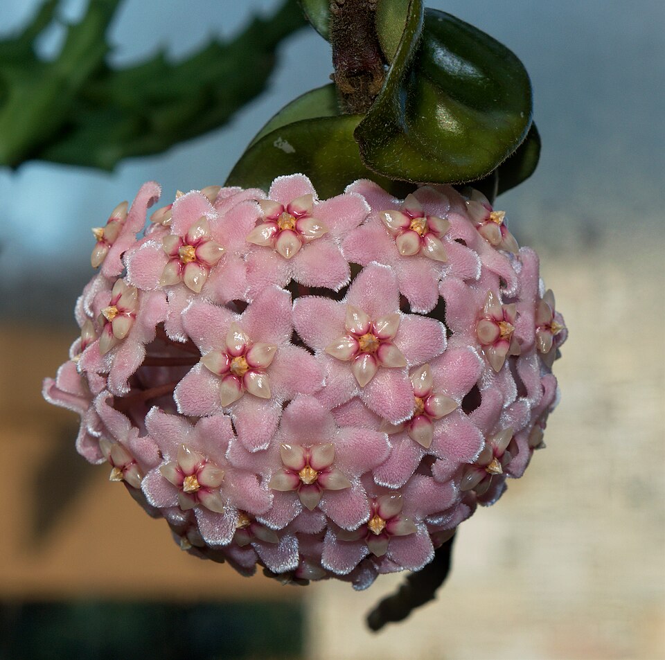 File:Hoya carnosa.jpeg