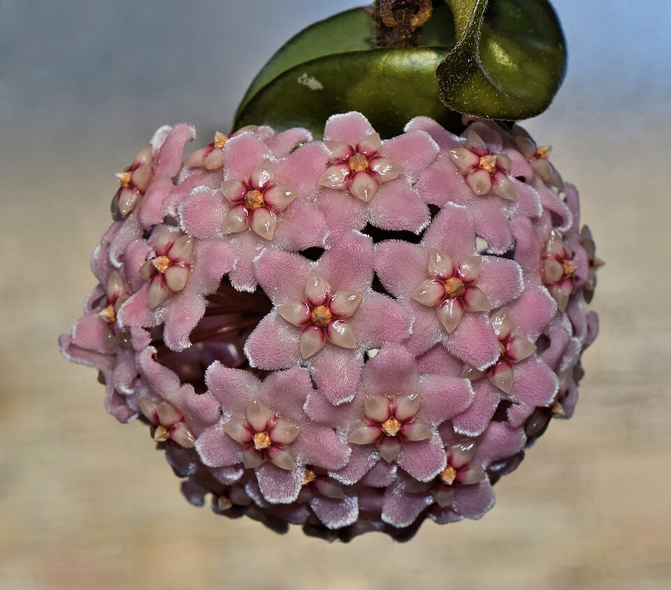 File:Hoya carnosa1.jpeg