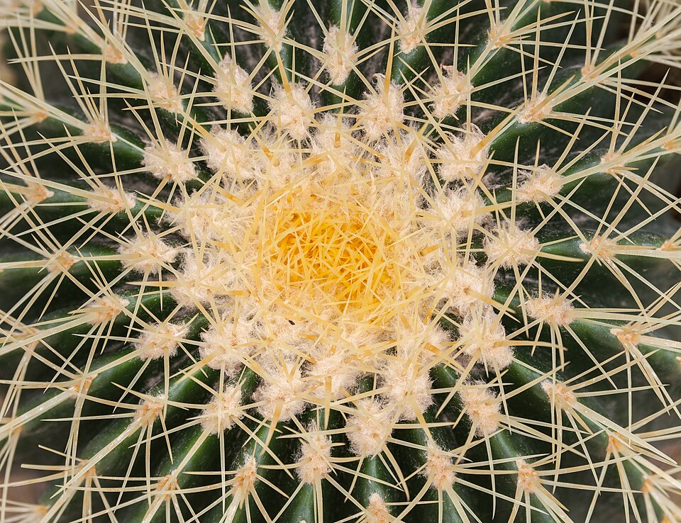 File:Asiento de suegra (Echinocactus grusonii), Jardín Botánico, Múnich, Alemania, 2013-09-08, DD 02.JPG