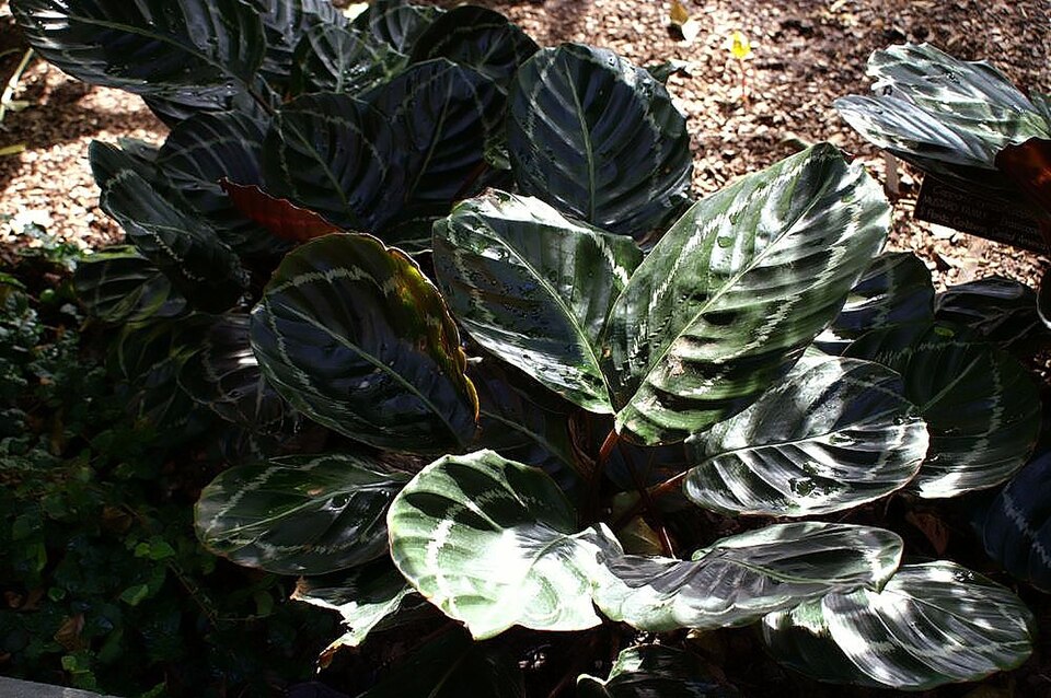 File:Calathea roseopicta 0zz.jpg