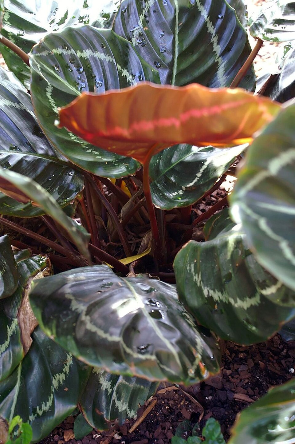 File:Calathea roseopicta 1zz.jpg
