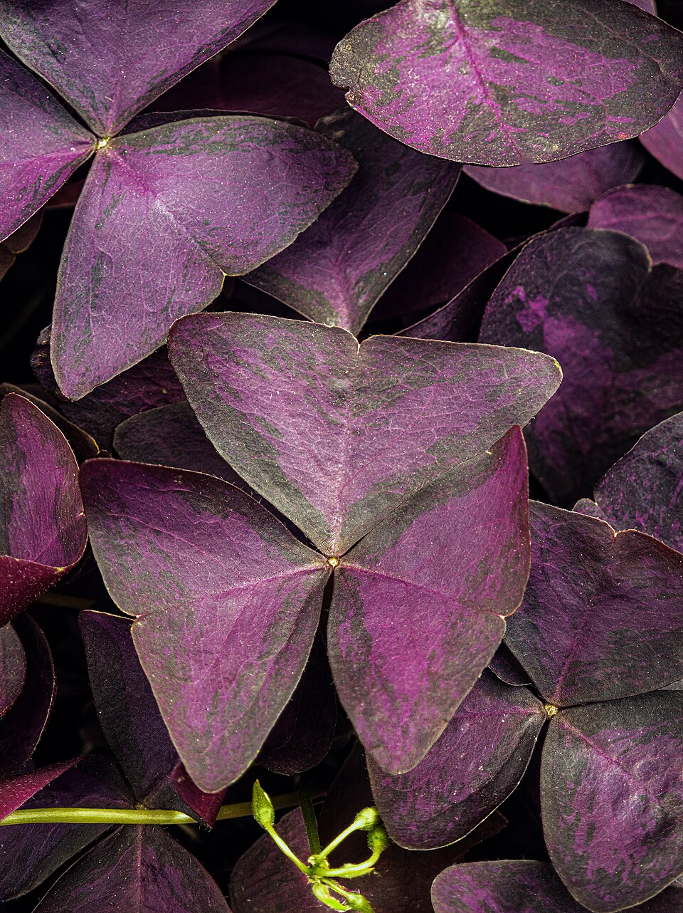 File:(MHNT) Oxalis triangularis - Leaves.jpg