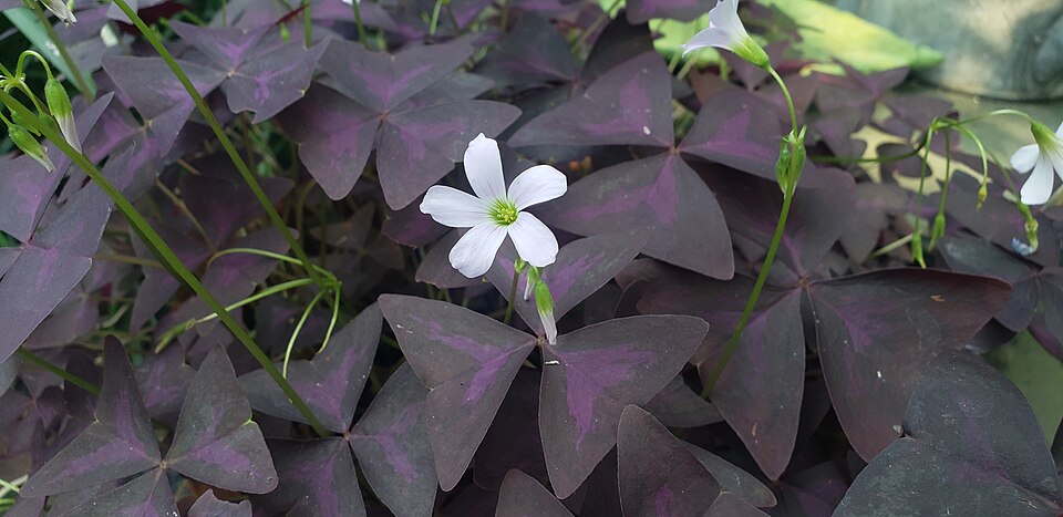 File:False shamrock (Oxalis triangularis).jpg