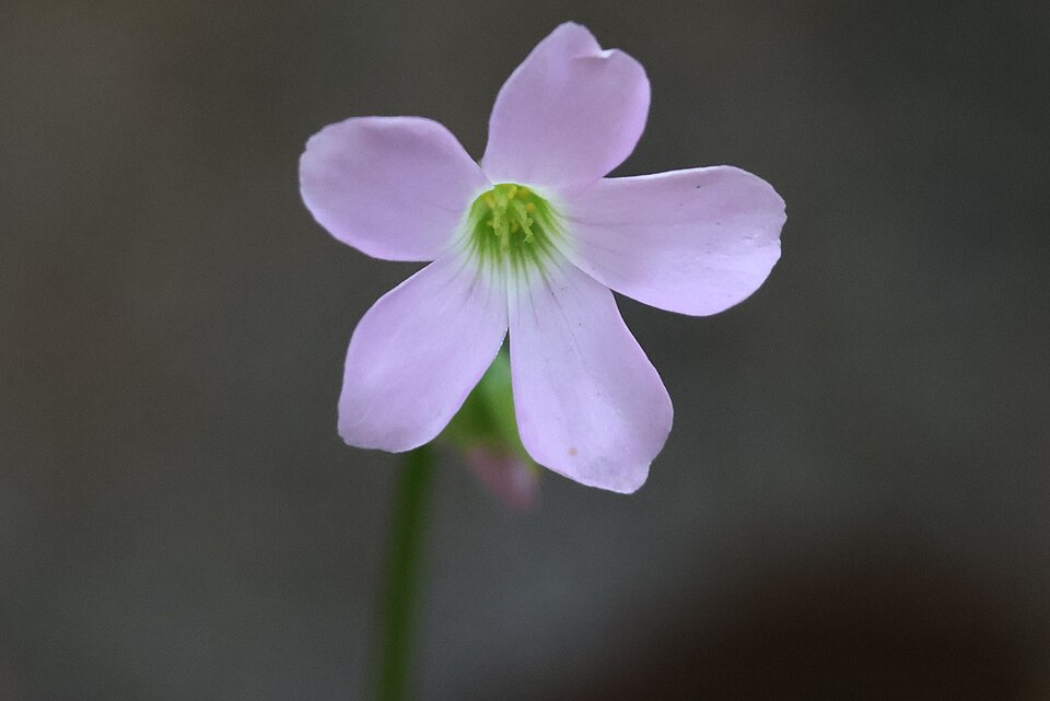 File:Oxalis Triangularis IMG 9608.jpg