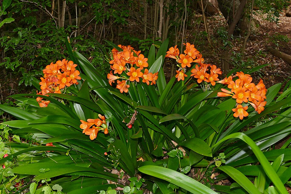 File:Bush Lily (Clivia miniata) (32985230915).jpg