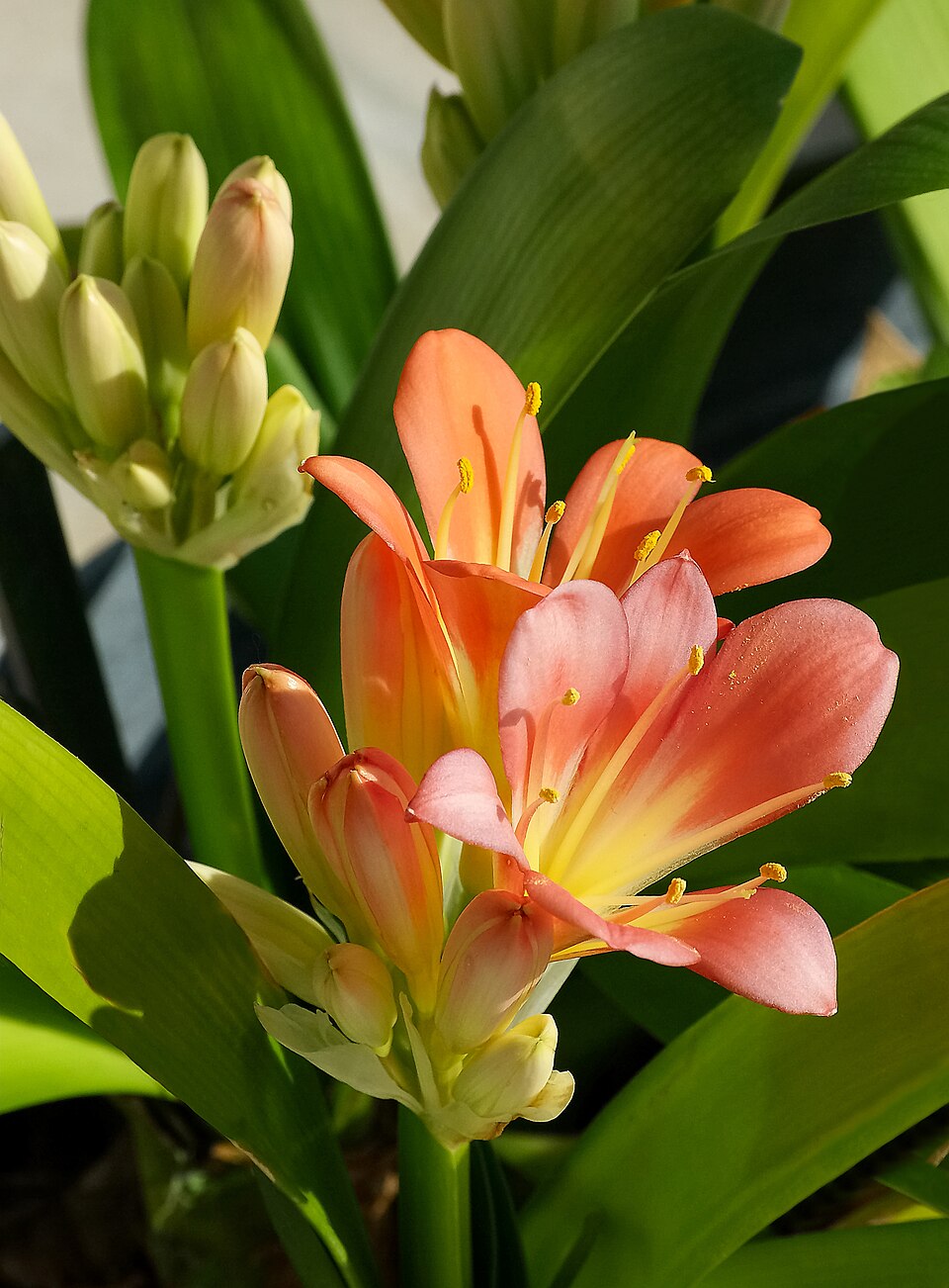 File:Clivia FR 2013.jpg