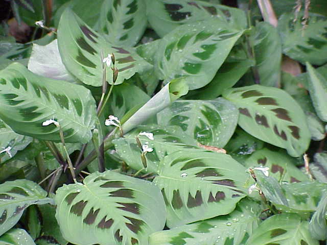 File:Maranta leuconeura3.jpg
