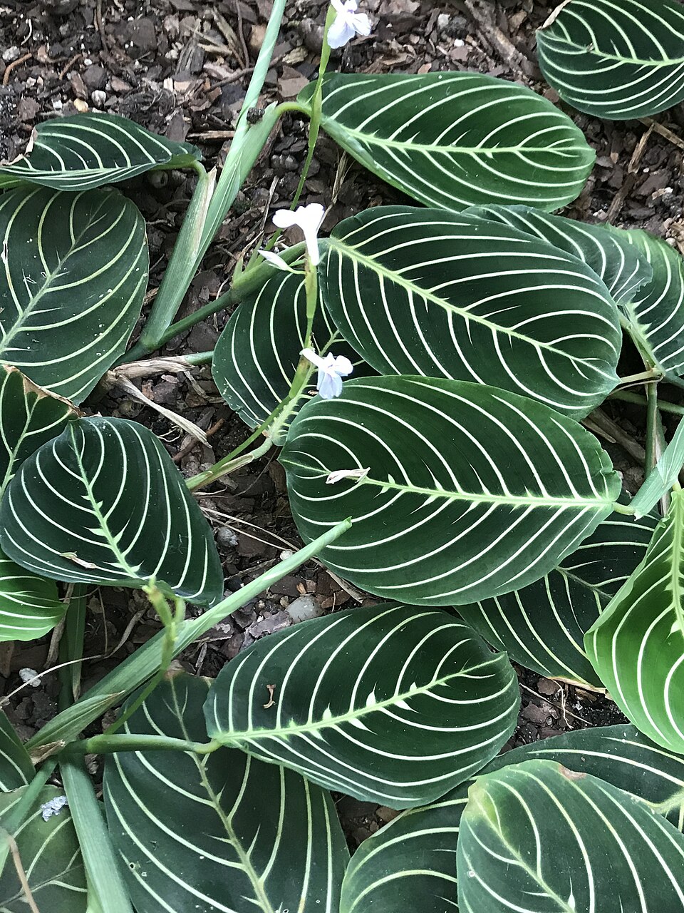 File:Maranta leuconeura 'Marisela'.jpg