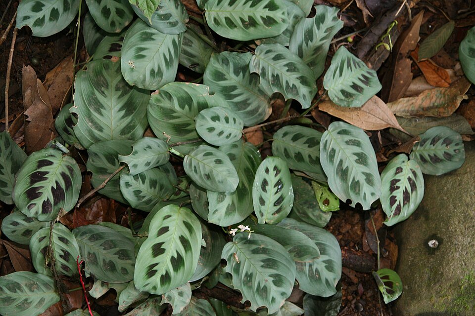 File:Maranta leuconeura 10zz.jpg